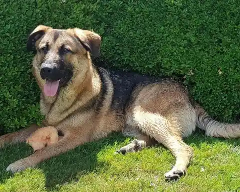 Golden Shepherd (Golden Retriever + German Shepherd)