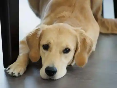 My MIL Demanded $600 for Walking & Feeding Our Dog While I Was in Labor – I Agreed, but Only on One Condition