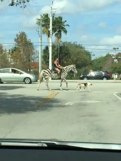 Why Ride a Horse When Zebras Exist?