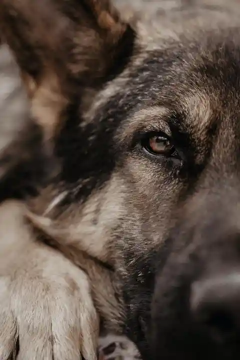 I Gave Food to a Hungry Veteran and His Dog – a Month Later, My Boss Dragged Me into His Office, Furious, and My Whole Life Flipped Upside Down