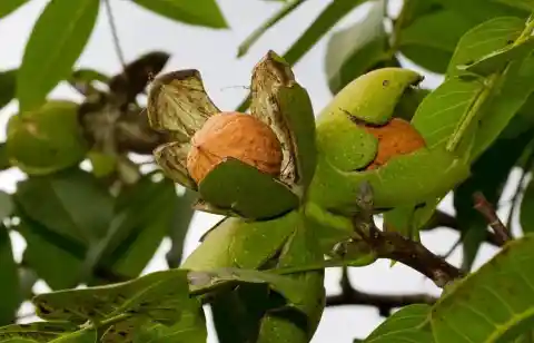 Walnuts in the Wild