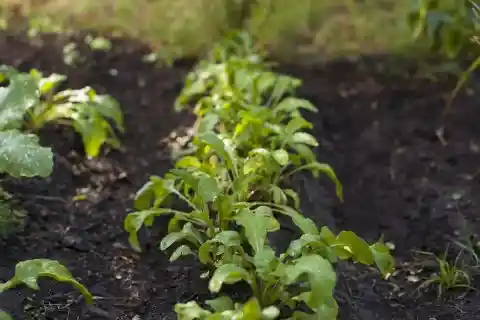 Arugula Looks Like Spinach