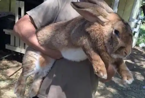 Giant Bunny