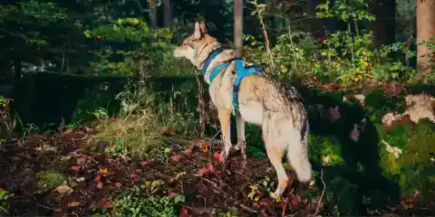 My Dog Brought Me the Jacket My Husband Disappeared in Years Ago – I Followed Him and Couldn't Believe What I Found