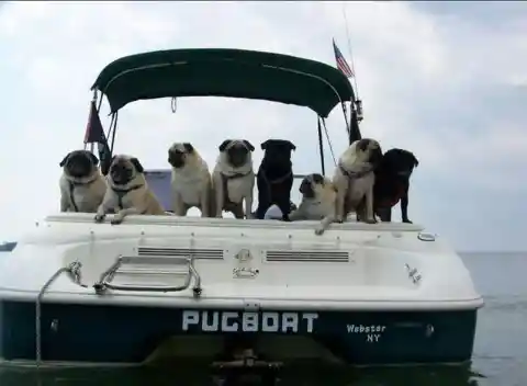 Pugs on a Pugboat