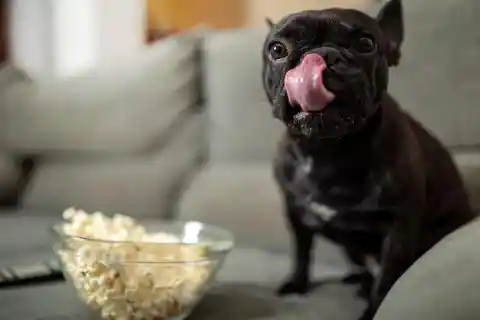 How to Teach Fetch Using Popcorn