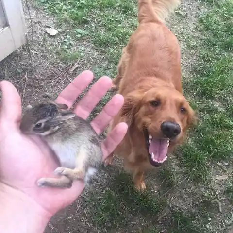 Dog Brings Home a Friend