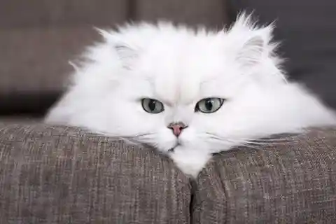 11. The Mysterious Persian Cat