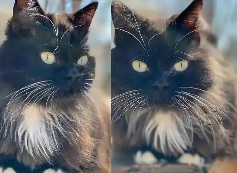 Musya Disappeared