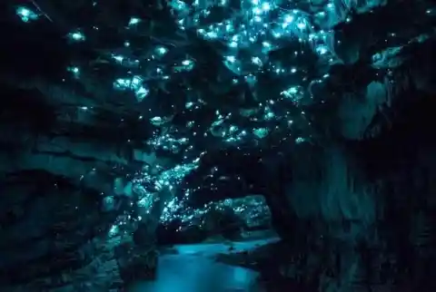 Glowworm Caves in New Zealand