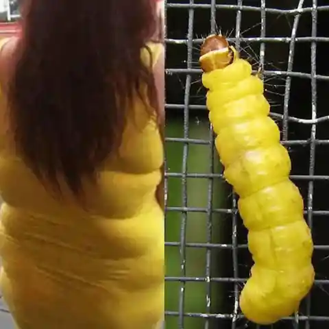 This Lady and a Cute Caterpillar