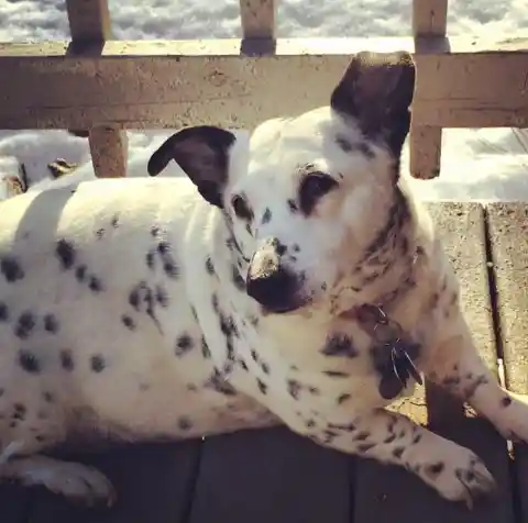 Corgitian (Corgi + Dalmatian)