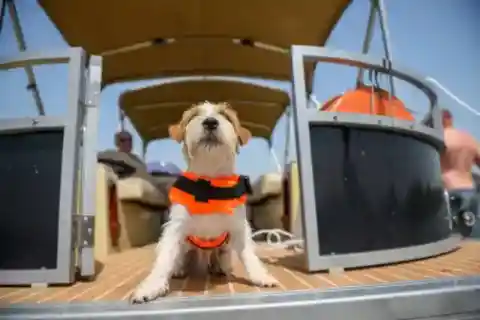 An Appreciative Puppy