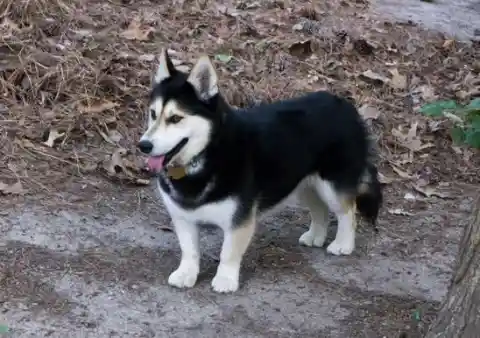 Husgi (Siberian Husky + Pembroke Welsh Corgi)