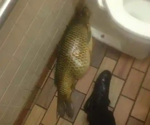 When you have to take a giant carp