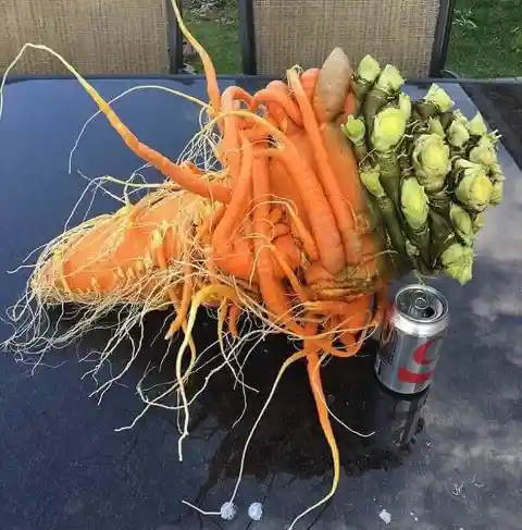 The Mutant Carrot