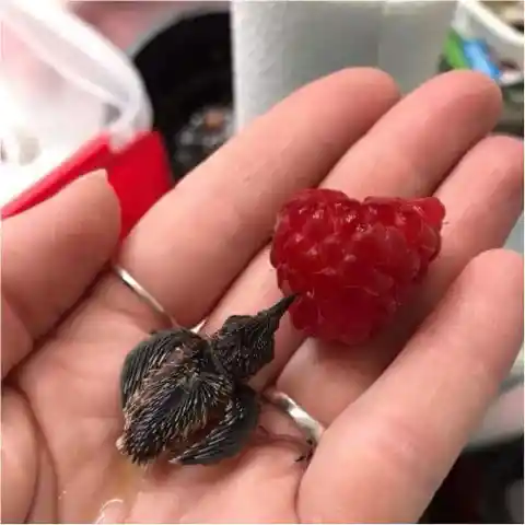 As Small as a Raspberry