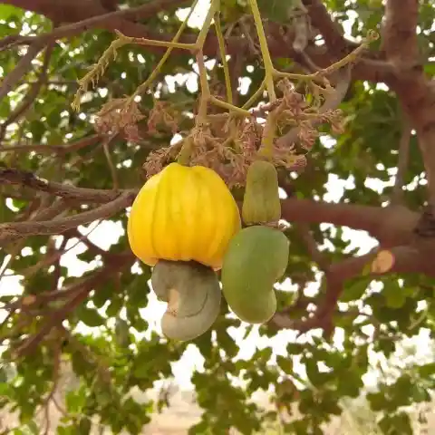 Cashews Grow in Trees