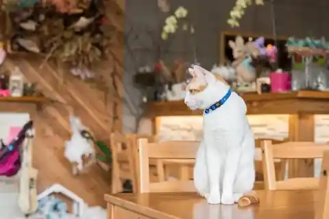 The Kitty Cafe