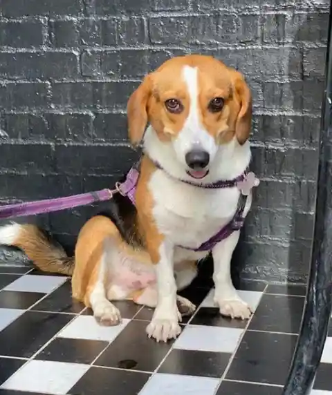 Beagi (Beagle + Pembroke Welsh Corgi)