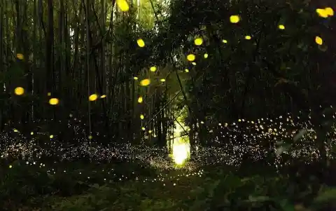 The Firefly Forest in Japan