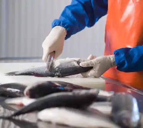 A Massive Fish 