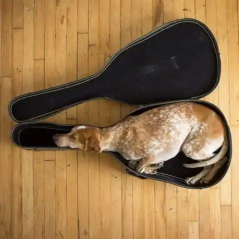 Guitar Dog