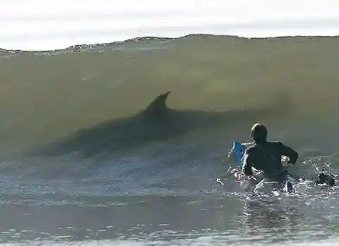 Shark Surfing