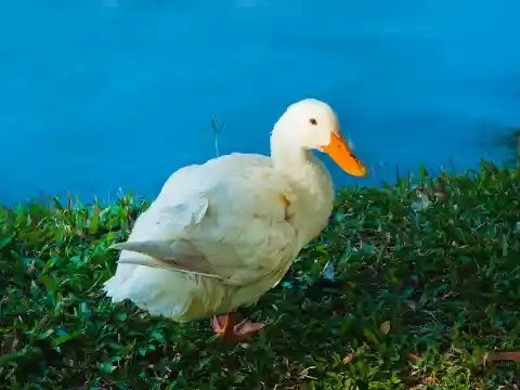 A Duck