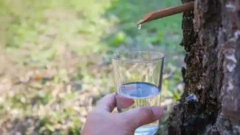 You Can Drink Juice Straight From A Tree