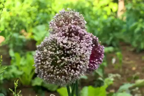 Leeks and Their Flowers