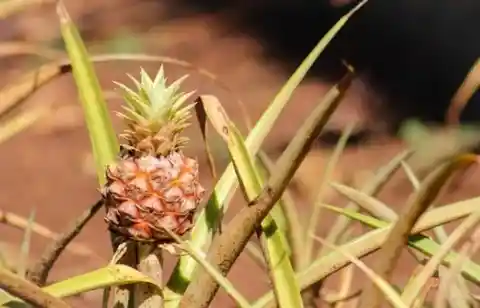 Pineapples Aren’t Native To Hawaii