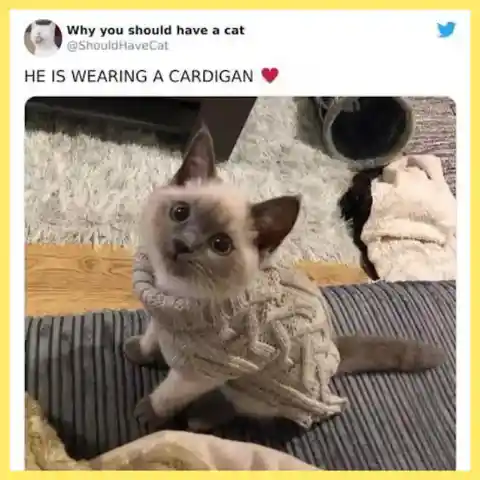 Acquire A Cardigan For The Cat