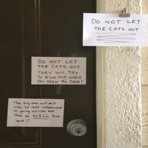 Don’t Let the Cats Out