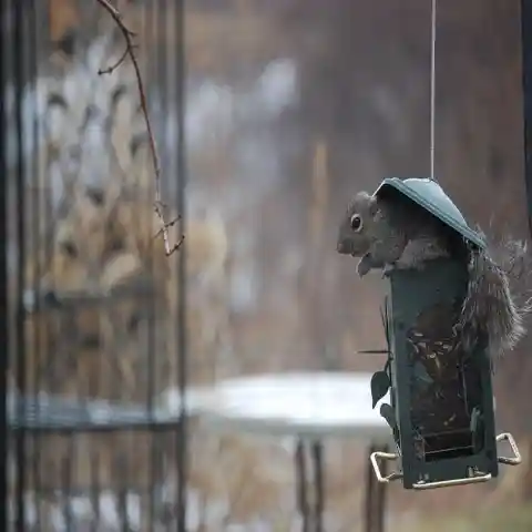 No More Squirrels On The Bird Feeders