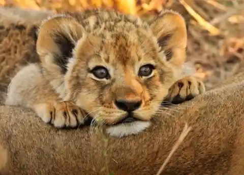 The Abandoned Cub