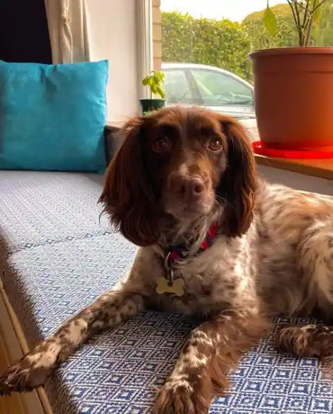 Sprocker Spaniel (Springer Spaniel + Cocker Spaniel)