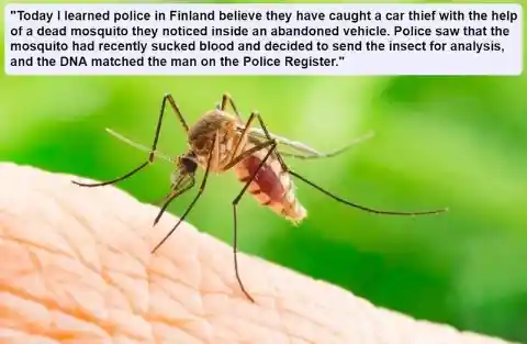 Mosquito-Based Detective Work