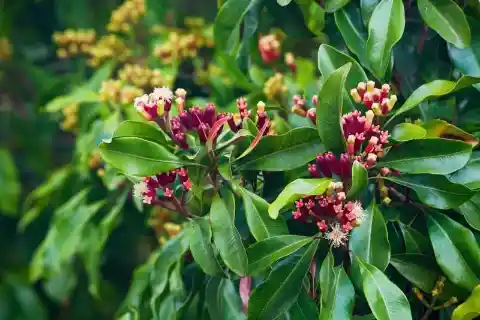 Cloves Look Like Twigs