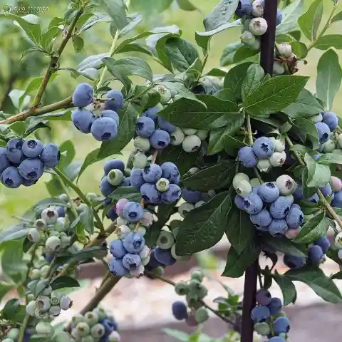 Blueberries Are Beautiful