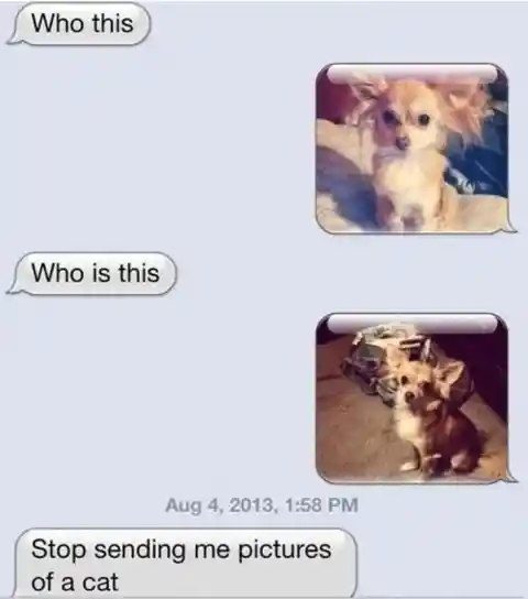 Catdog Texts